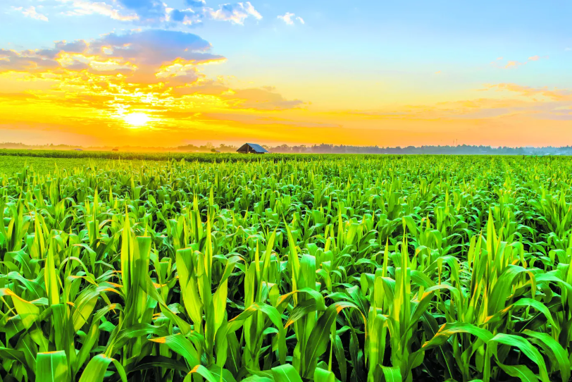 Congresso Brasileiro do Agronegócio aponta perspectivas para o setor nos próximos quatro anos